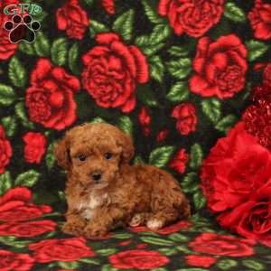 Sarah, Miniature Poodle Puppy